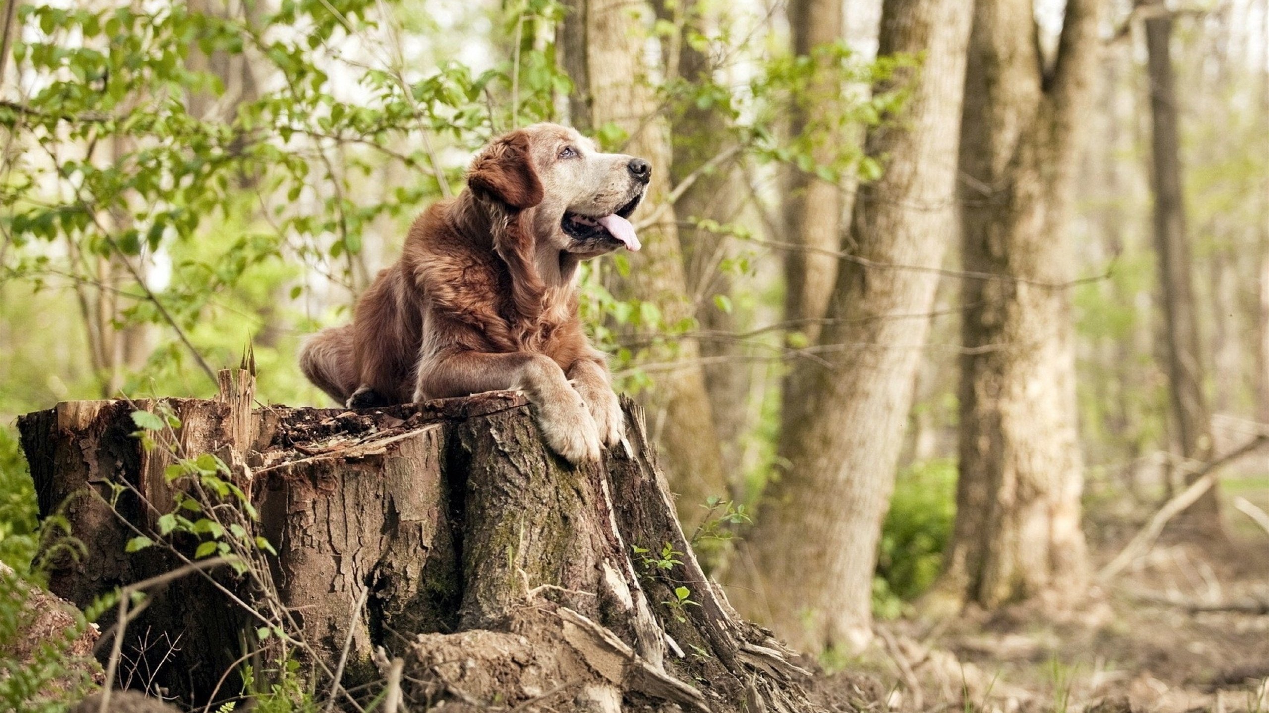 年轻双星闪耀,阿根廷再获关键胜利,阿根廷lcdh