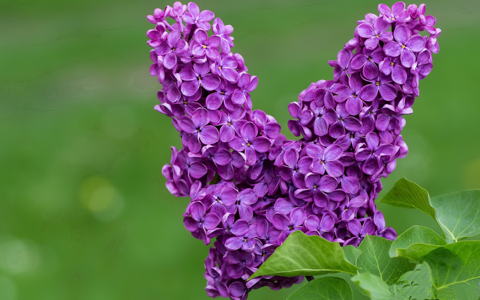 开云kaiyun-关键时刻！德甲争冠战最后冲刺进入白热化，德甲榜首大战