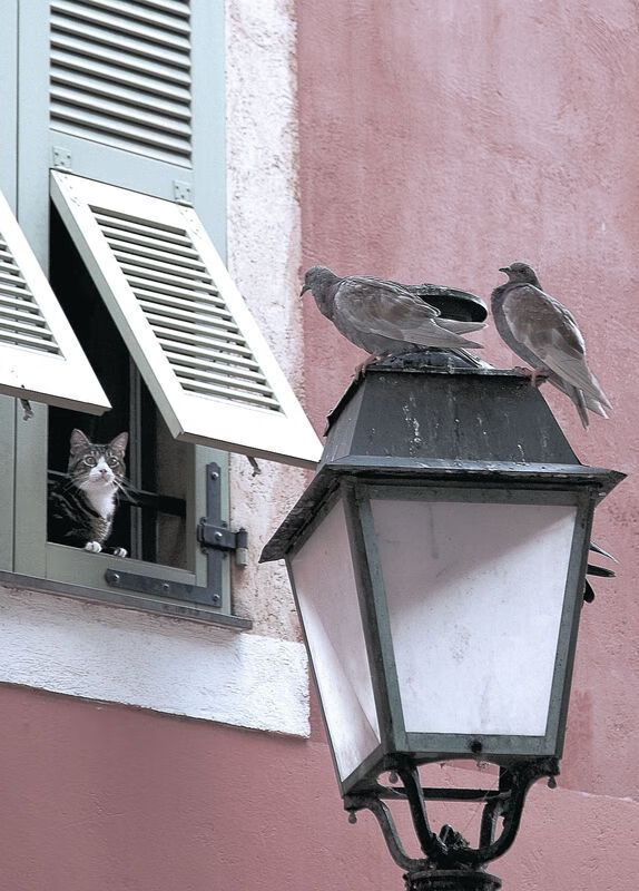 台球界的创新玩法:混合赛制新模式试点成功,打台球混进去怎么算